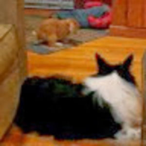 Meet your Posher, Tina